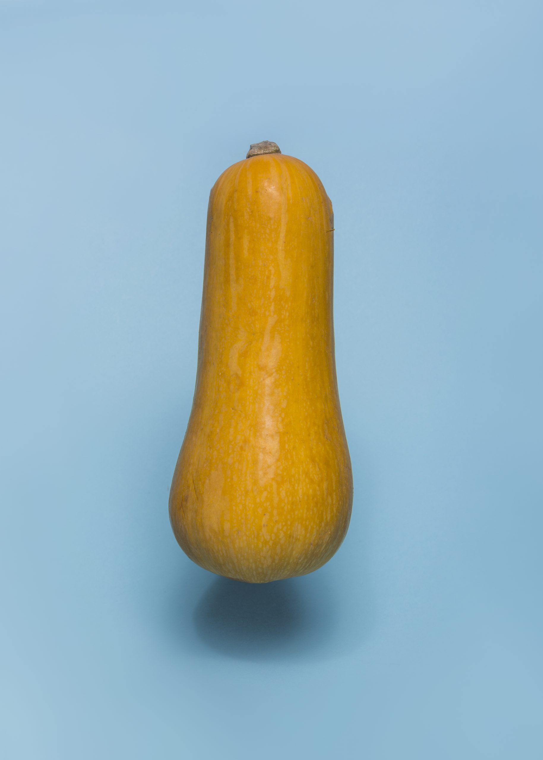 gros-plan-d-une-courge-musquee-sur-fond-bleu